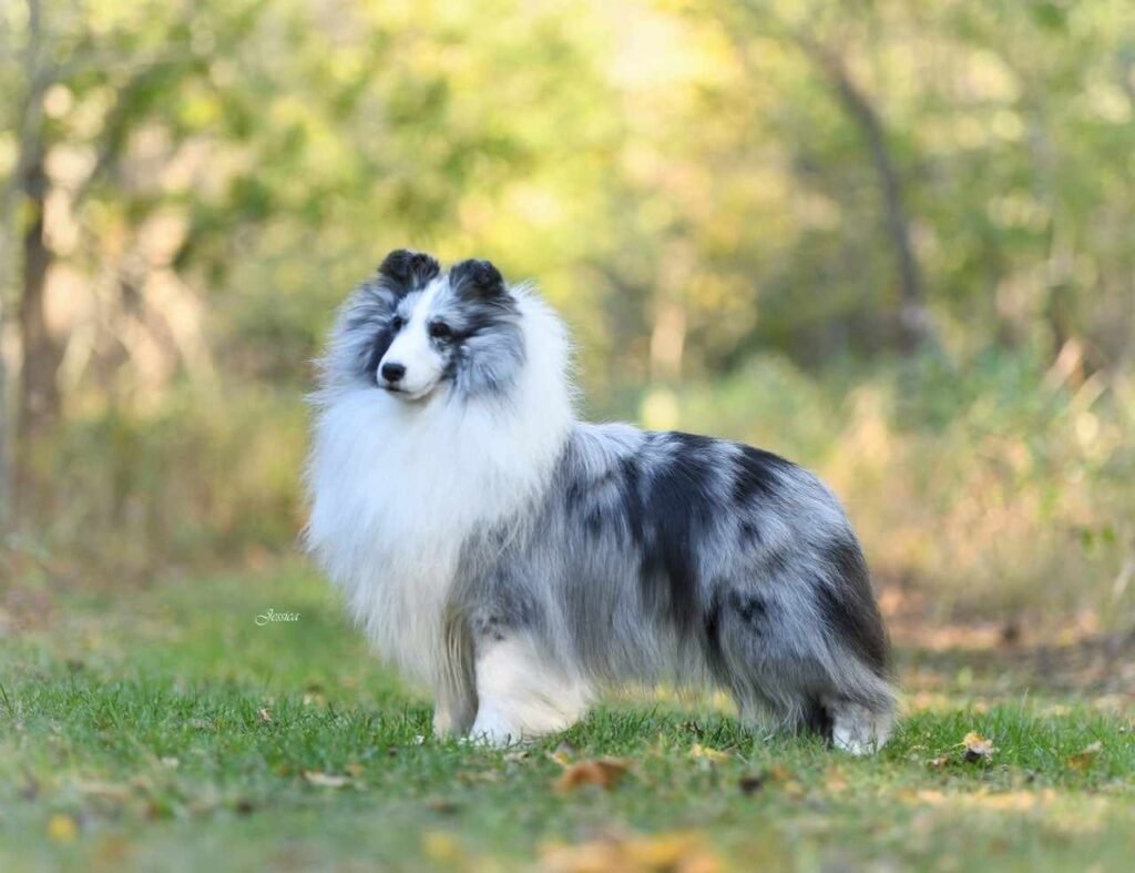 Am Ch. Shadow Hill's Revelation